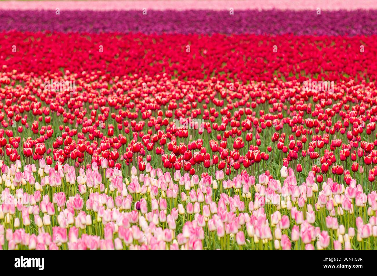 Tulipes (Tulipa suaveolens) au Skagit Valley Tulip Festival, Mount Vernon, Washington, États-Unis. Banque D'Images