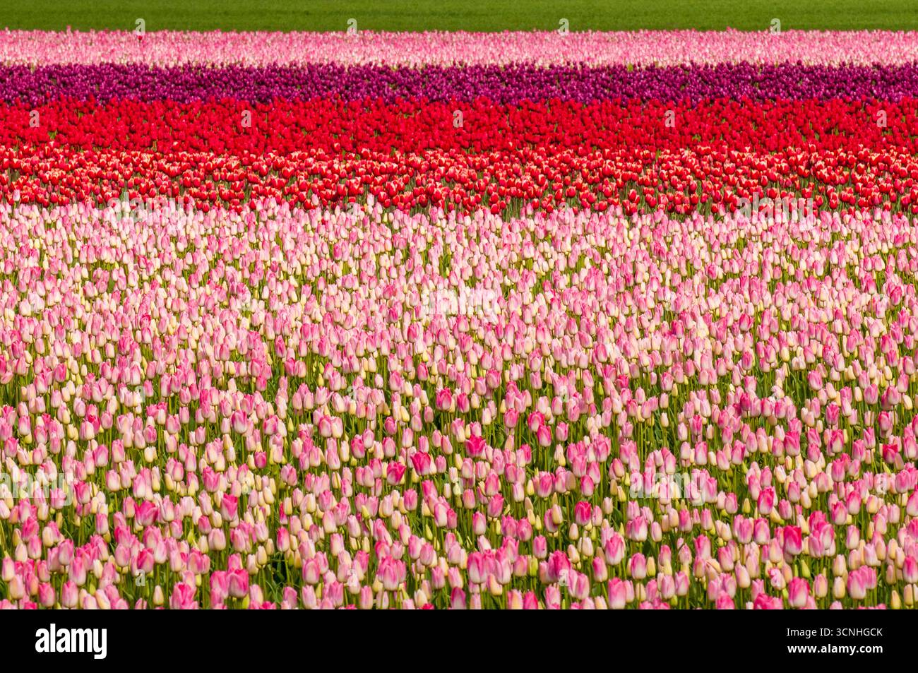 Tulipes (Tulipa suaveolens) au Skagit Valley Tulip Festival, Mount Vernon, Washington, États-Unis. Banque D'Images