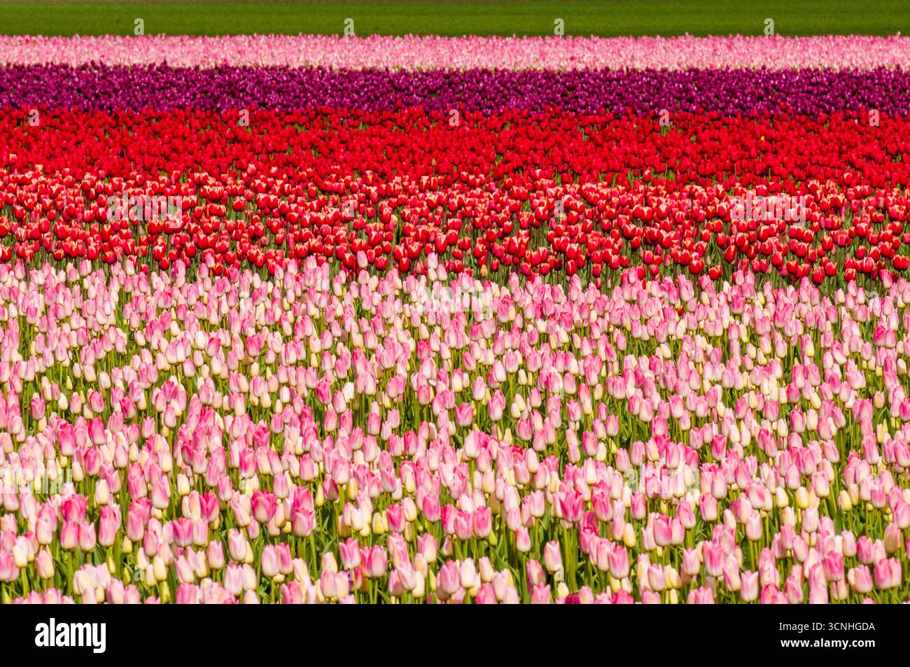 Tulipes (Tulipa suaveolens) au Skagit Valley Tulip Festival, Mount Vernon, Washington, États-Unis. Banque D'Images