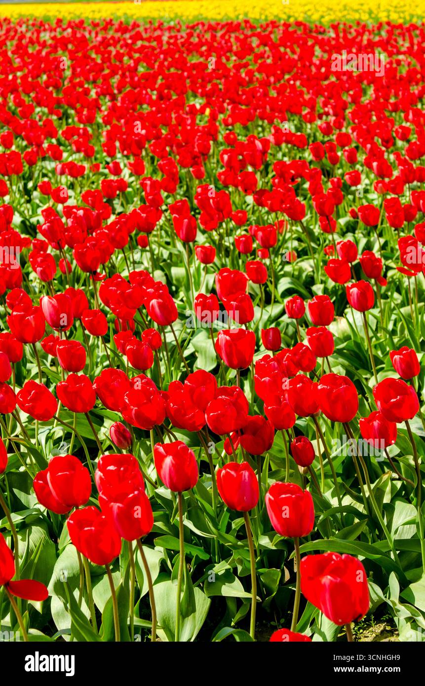 Tulipes (Tulipa suaveolens) au Skagit Valley Tulip Festival, Mount Vernon, Washington, États-Unis. Banque D'Images
