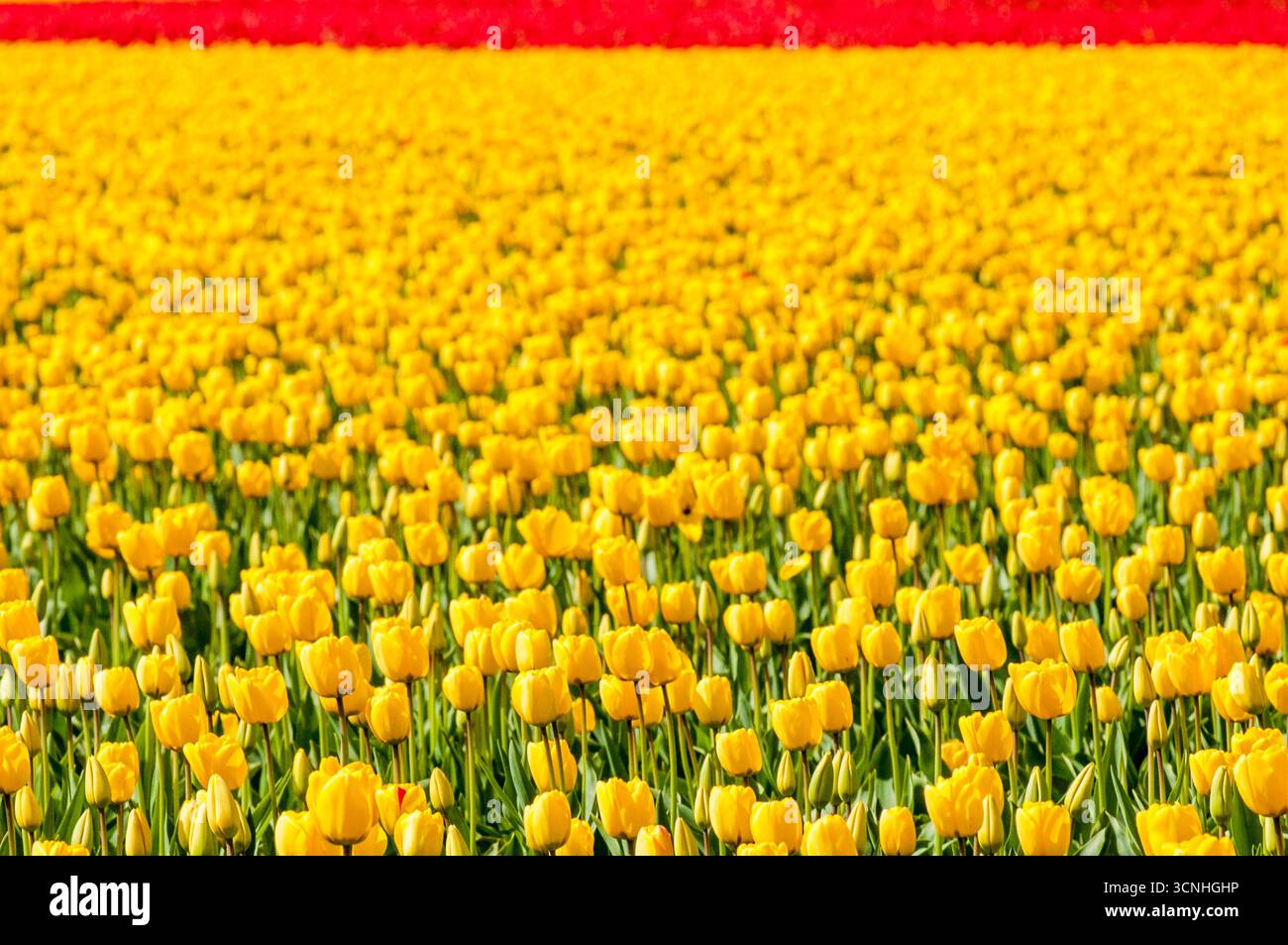 Tulipes (Tulipa suaveolens) au Skagit Valley Tulip Festival, Mount Vernon, Washington, États-Unis. Banque D'Images