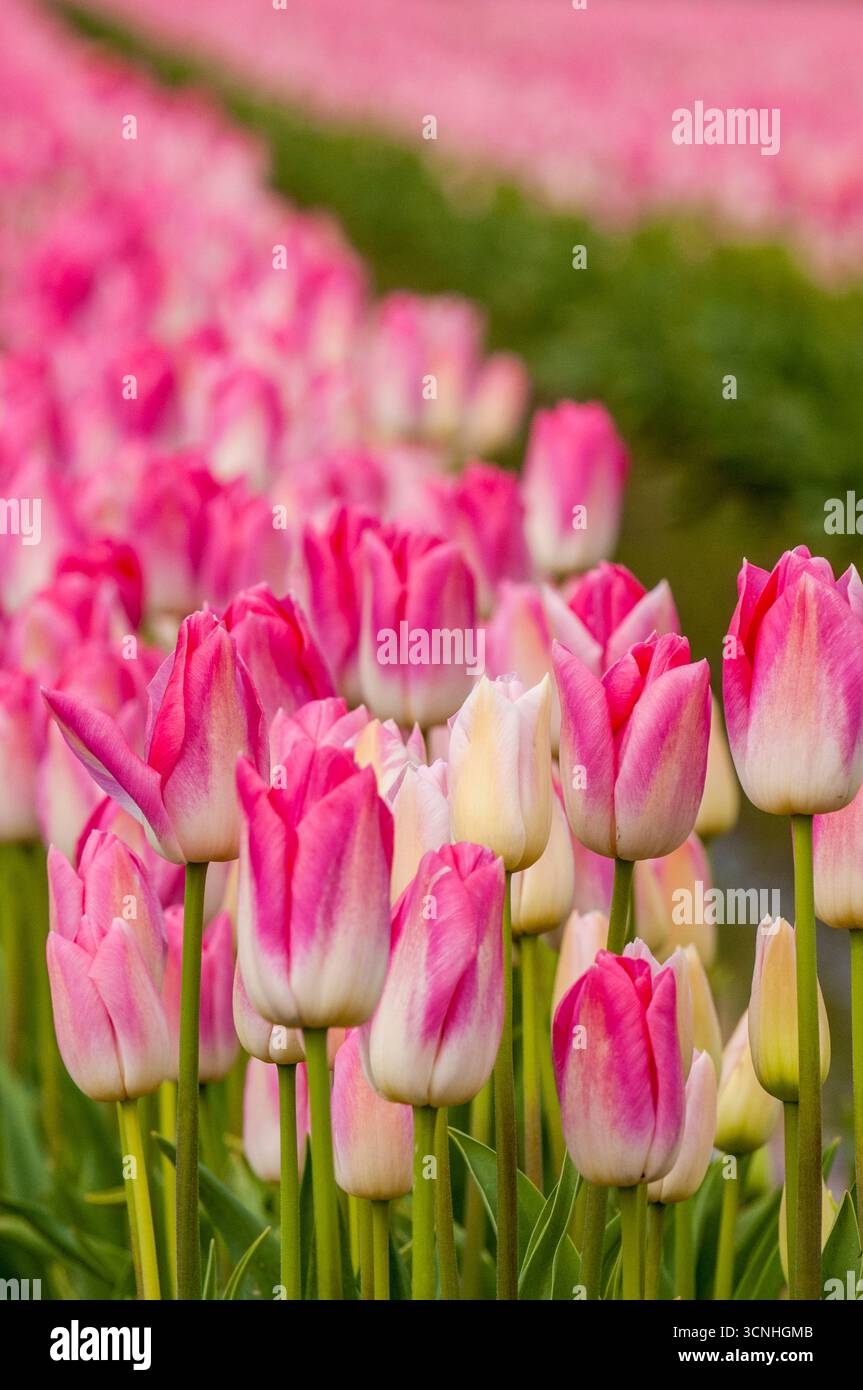 Tulipes (Tulipa suaveolens) au Skagit Valley Tulip Festival, Mount Vernon, Washington, États-Unis. Banque D'Images