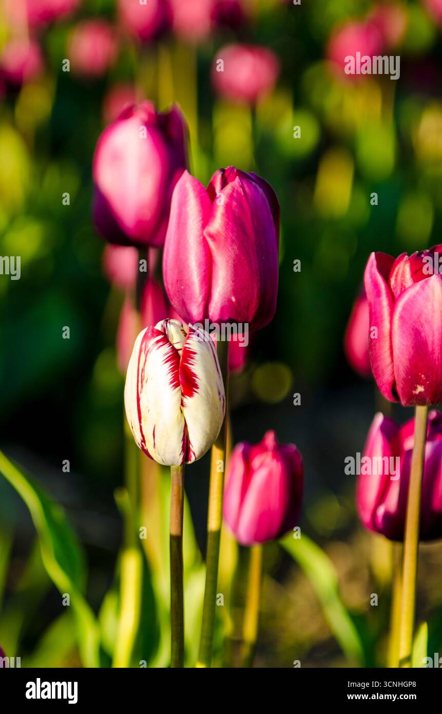 Tulipes (Tulipa suaveolens) au Skagit Valley Tulip Festival, Mount Vernon, Washington, États-Unis. Banque D'Images