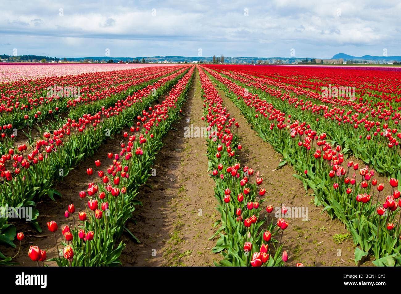 Tulipes (Tulipa suaveolens) au Skagit Valley Tulip Festival, Mount Vernon, Washington, États-Unis. Banque D'Images