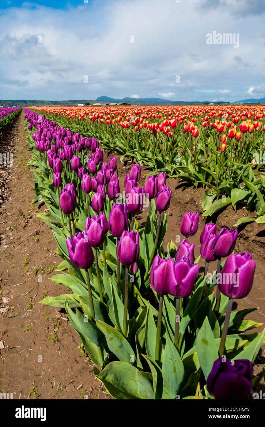 Tulipes (Tulipa suaveolens) au Skagit Valley Tulip Festival, Mount Vernon, Washington, États-Unis. Banque D'Images