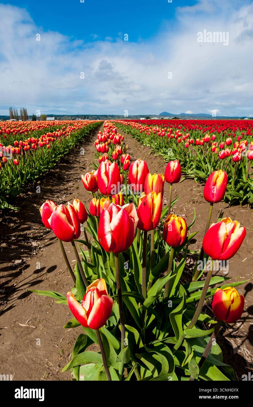 Tulipes (Tulipa suaveolens) au Skagit Valley Tulip Festival, Mount Vernon, Washington, États-Unis. Banque D'Images