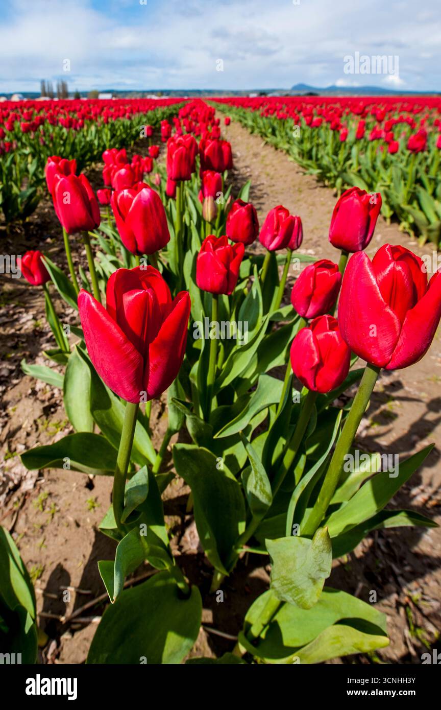 Tulipes (Tulipa suaveolens) au Skagit Valley Tulip Festival, Mount Vernon, Washington, États-Unis. Banque D'Images