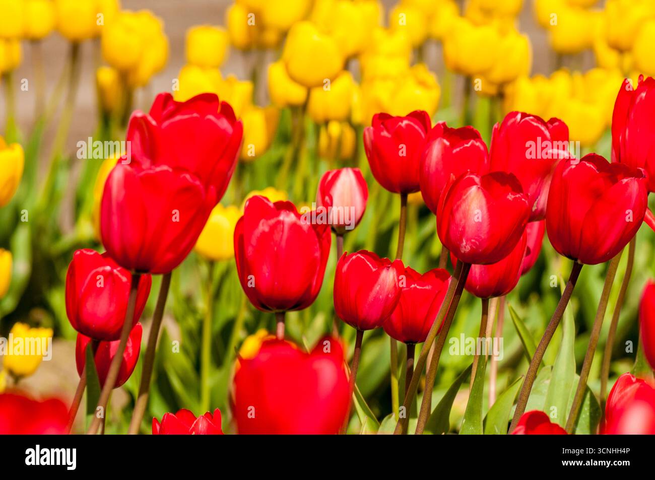 Tulipes (Tulipa suaveolens) au Skagit Valley Tulip Festival, Mount Vernon, Washington, États-Unis. Banque D'Images