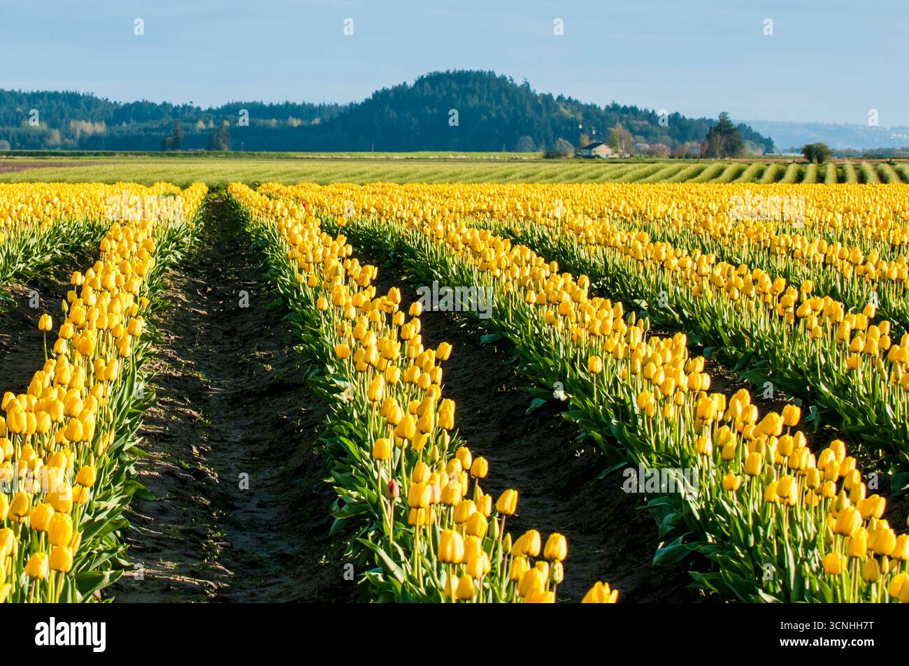 Tulipes (Tulipa suaveolens) au Skagit Valley Tulip Festival, Mount Vernon, Washington, États-Unis. Banque D'Images