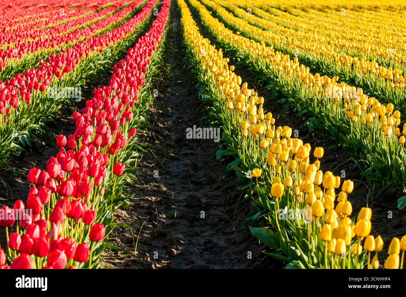 Tulipes (Tulipa suaveolens) au Skagit Valley Tulip Festival, Mount Vernon, Washington, États-Unis. Banque D'Images