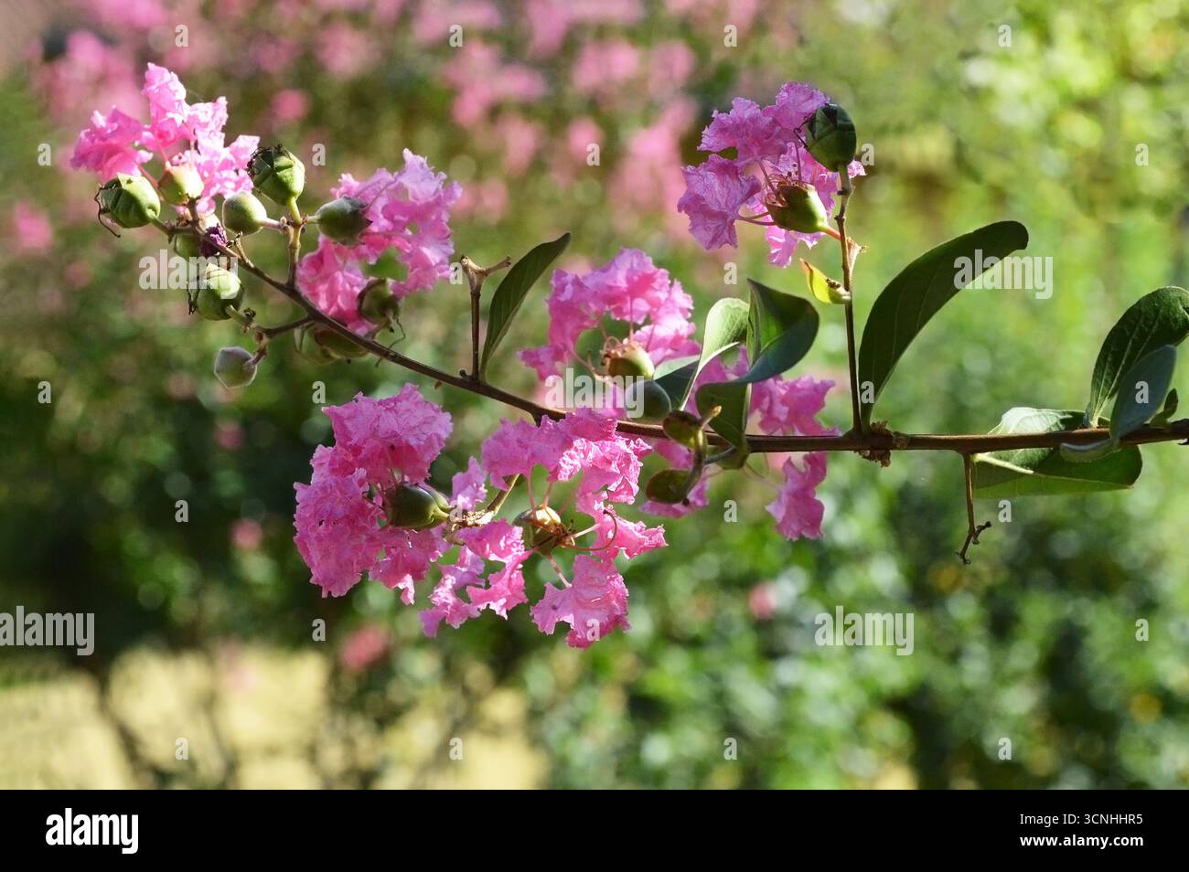 Lagerstroemia indica, Crapa-myrte ou fleur de lilas indien Banque D'Images