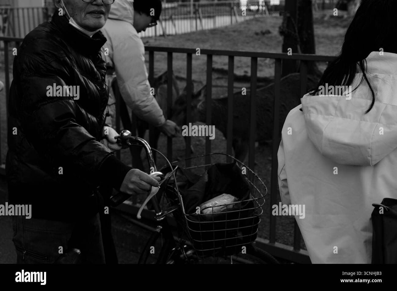 Les habitants à vélo et les piétons font une pause pour interagir avec les cerfs de Nara Banque D'Images