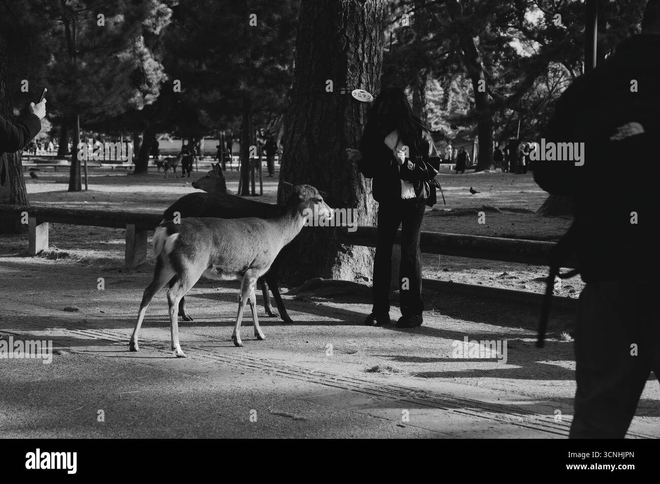 Monochrome des visiteurs interagissant avec les cerfs en liberté dans le parc de Nara Banque D'Images