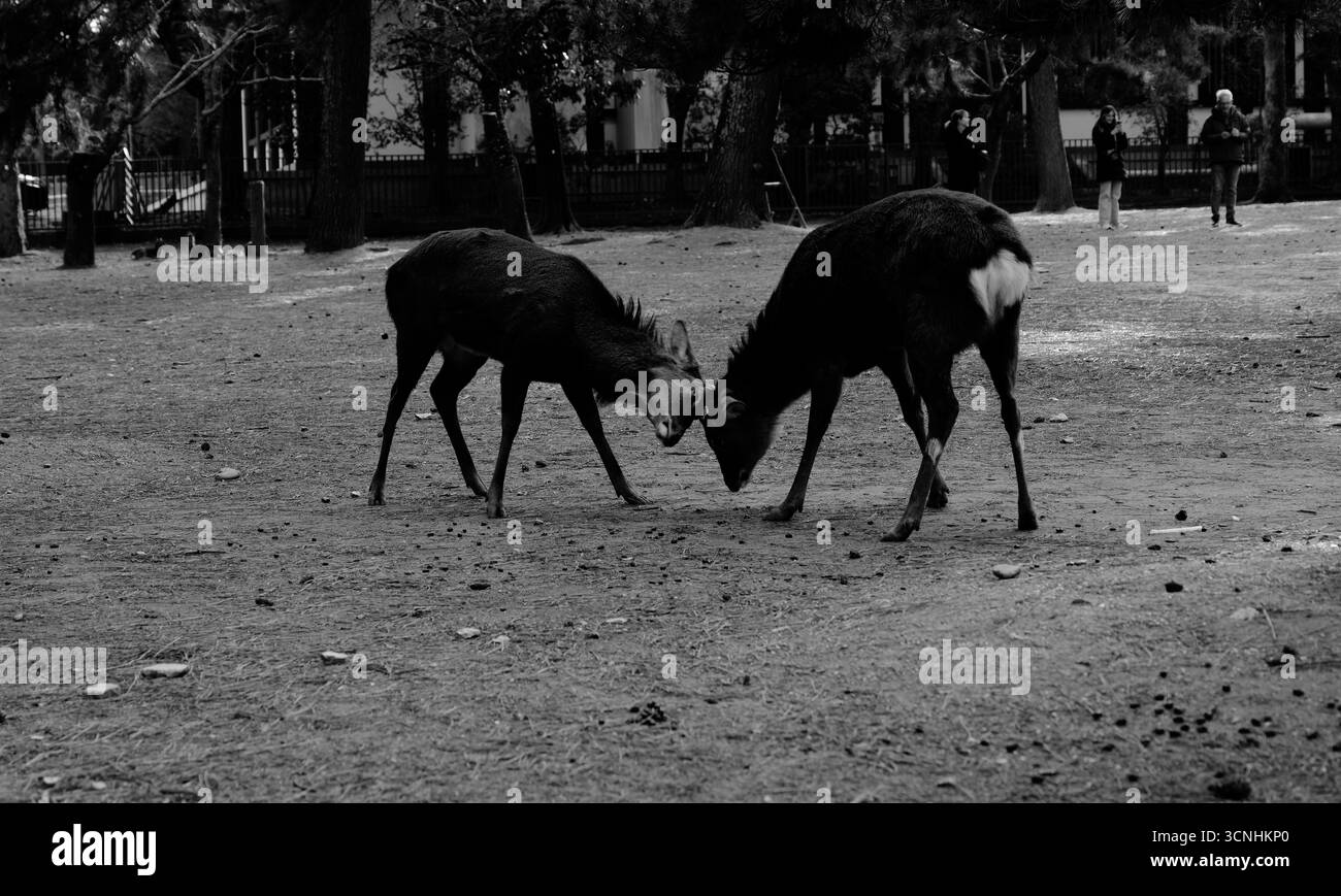 Deux cerfs du parc Nara se livrent à un affrontement en noir et blanc Banque D'Images