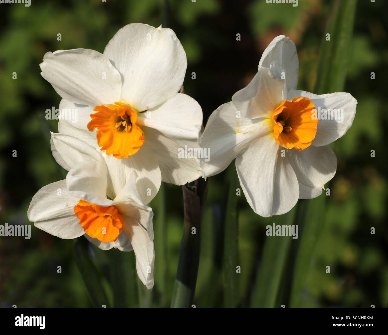 Papier blanc, Narcisse à fleurs en bouquet, jonquille à fleurs en bouquet, lys sacrés chinois, Narcisse crème, fleur de Joss, Narcissus tazetta, Amaryllidaceae. Banque D'Images