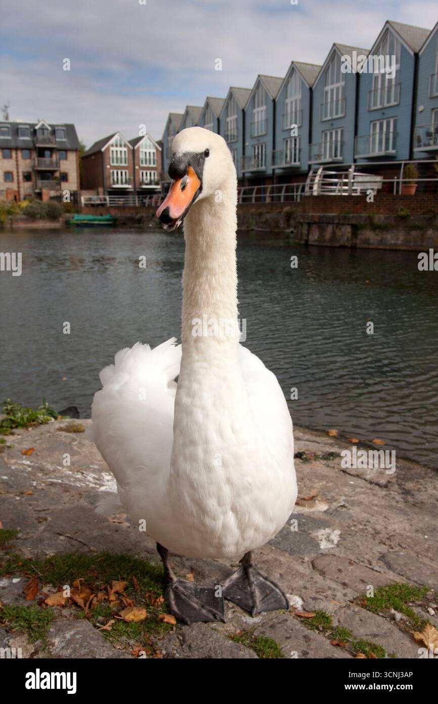 Cygne muet (cygnus olor), adulte seul debout sur le chemin de halage du bassin du canal de Chichester, West Sussex, Angleterre Banque D'Images