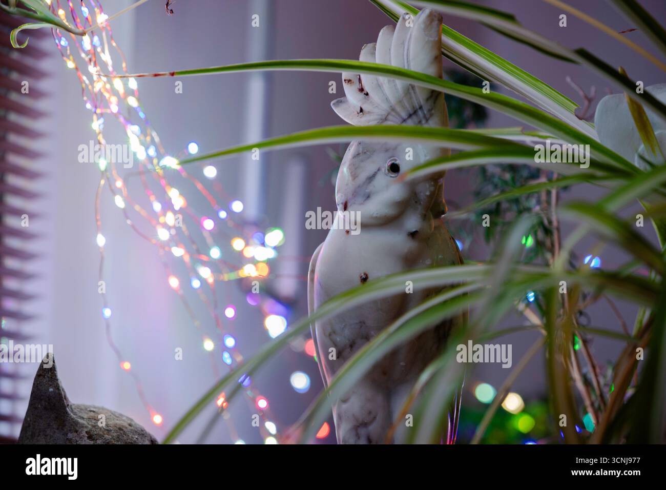 L'oreille des chats et le Cockatoo avec des lumières de fée, Suisse. Banque D'Images