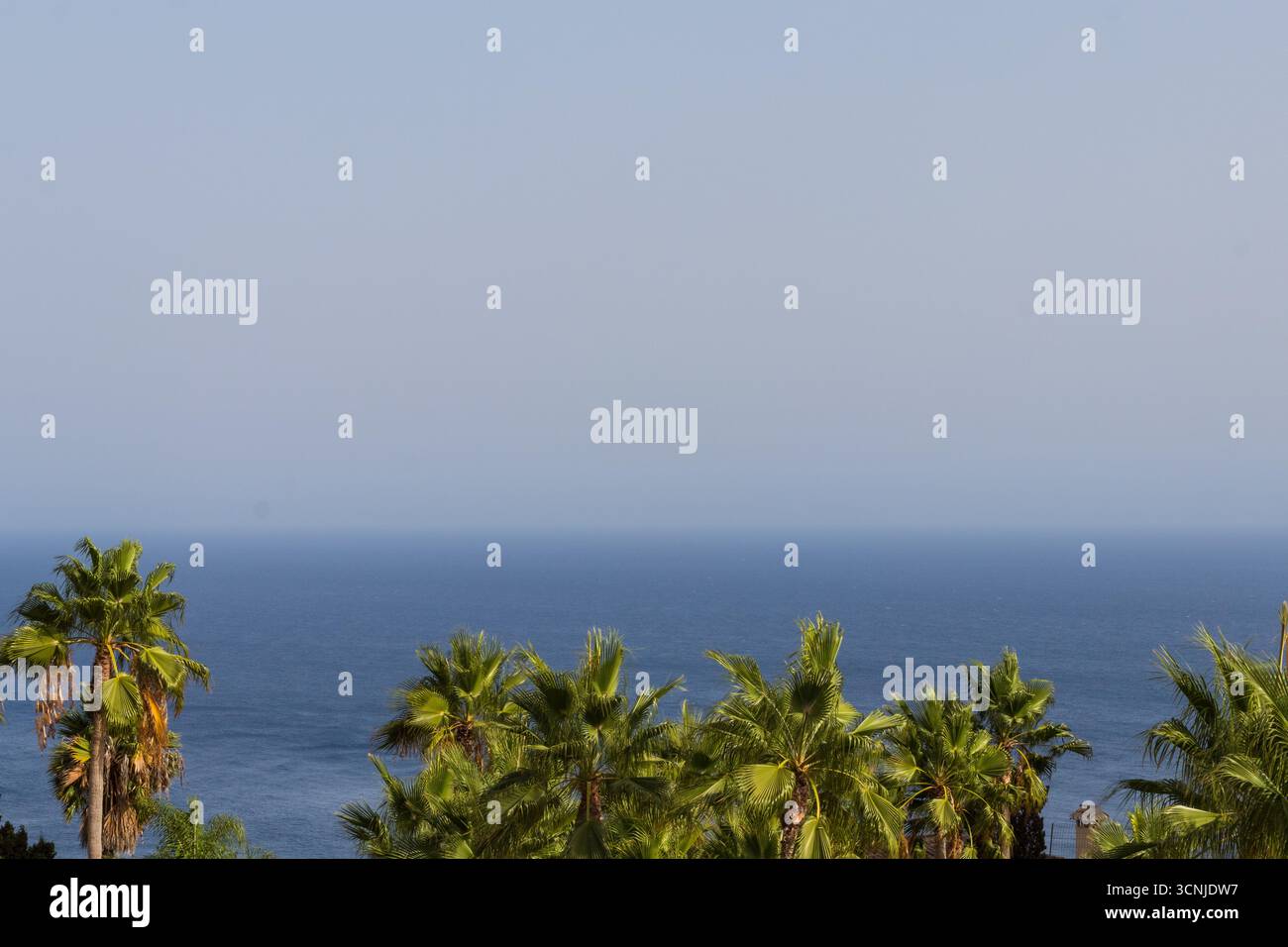Vue panoramique de palmiers se balançant doucement dans la brise, surplombant la vaste étendue de l'océan tranquille sous un ciel serein Banque D'Images