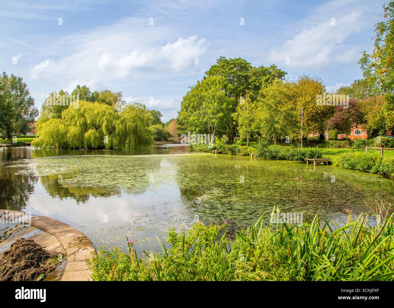 Zone boisée animée avec étang de pêche à Redditch, Royaume-Uni. Banque D'Images