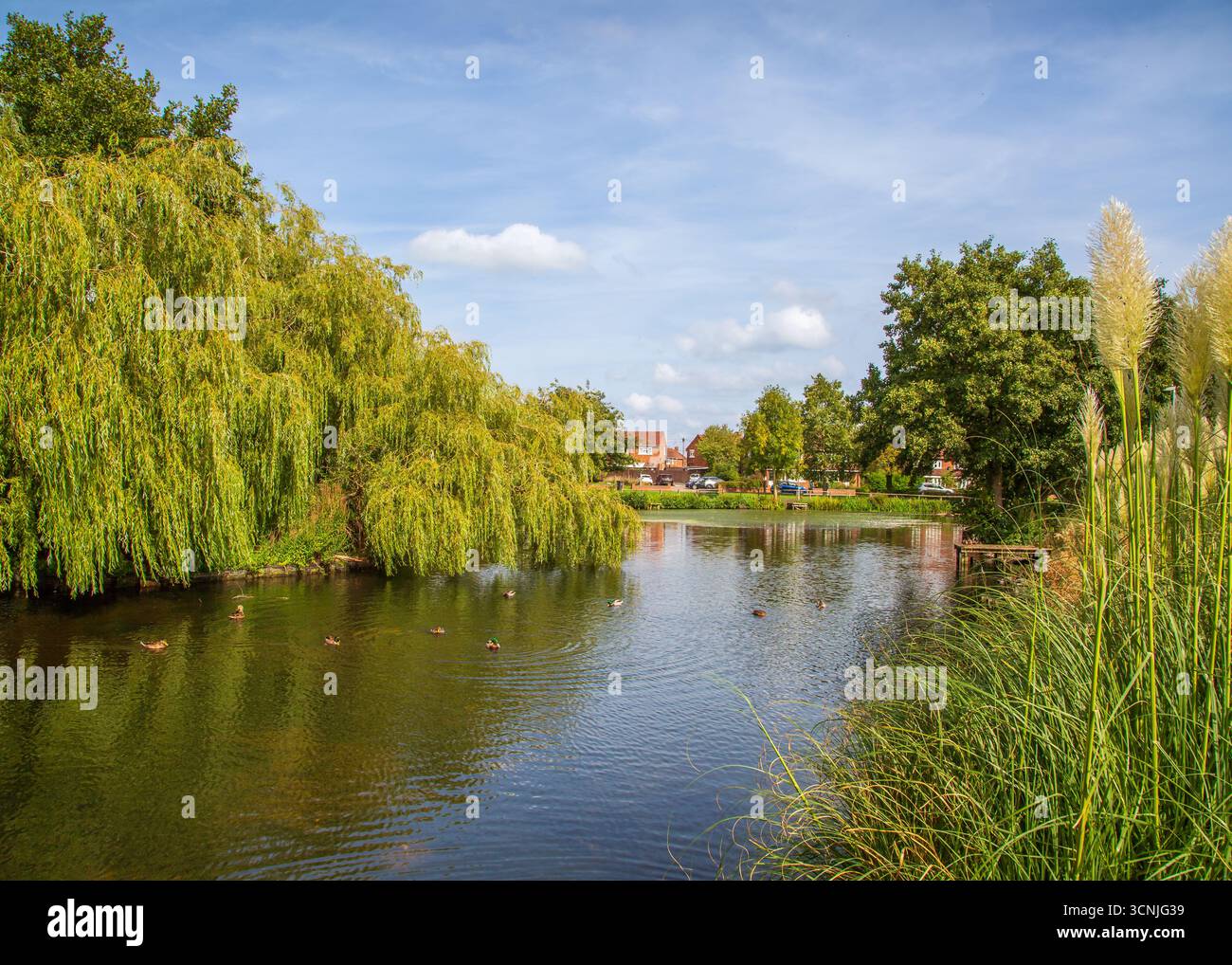 Zone boisée animée avec étang de pêche à Redditch, Royaume-Uni. Banque D'Images