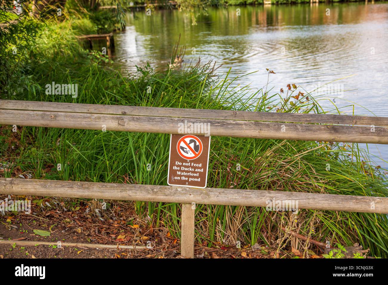 Zone boisée animée avec étang de pêche à Redditch, Royaume-Uni. Banque D'Images