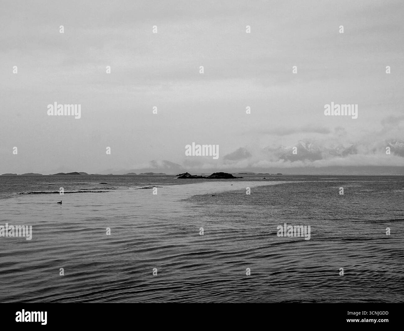 Paysage côtier calme à Bahía Ensenada avec bois flotté et rivage balayé par le vent le long du canal Beagle dans le parc national de la Terre de feu, près d'Ushuaia Banque D'Images