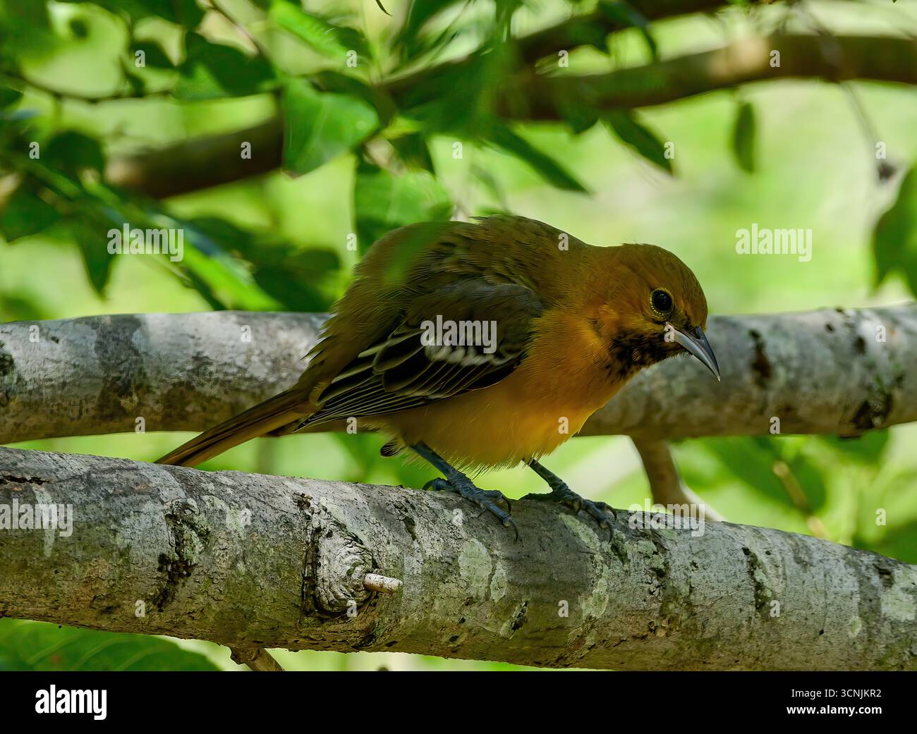Baltimore Oriole perché sur une branche Banque D'Images