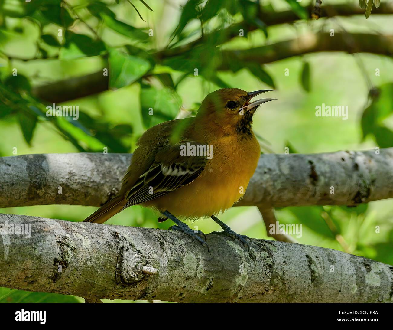 Baltimore Oriole perché sur une branche Banque D'Images