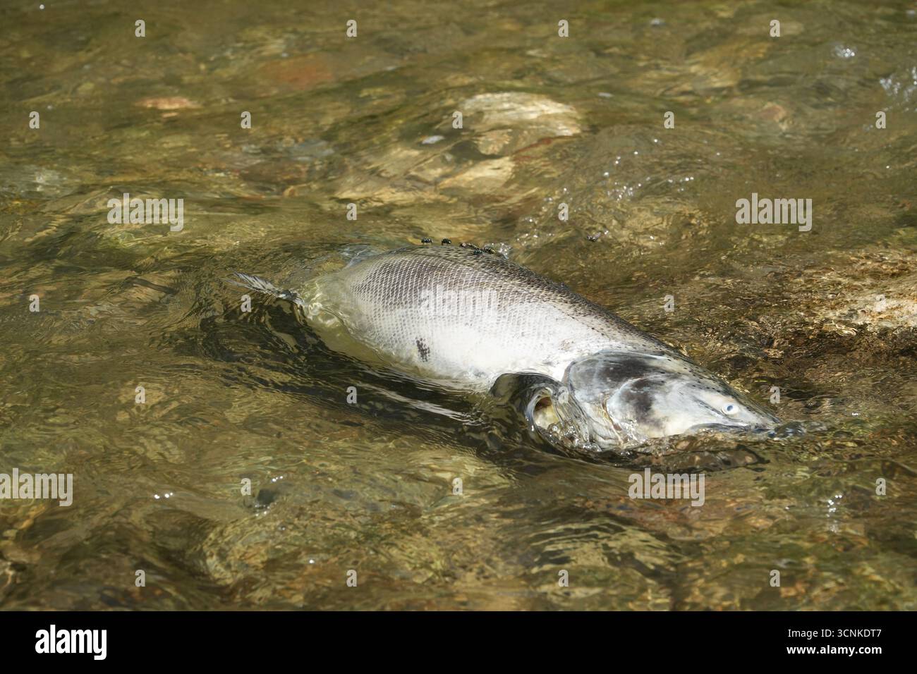 Des saumons morts flottant dans une rivière d'eau douce au Canada après son cycle annuel de frai. Le poisson pâle montre des signes de décomposition naturelle, une comm Banque D'Images
