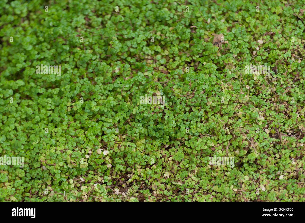 Gros plan des larmes de bébé de plantes de couverture de sol vertes denses (Soleirolia soleirolii) formant une texture naturelle de tapis dans le jardin. Banque D'Images