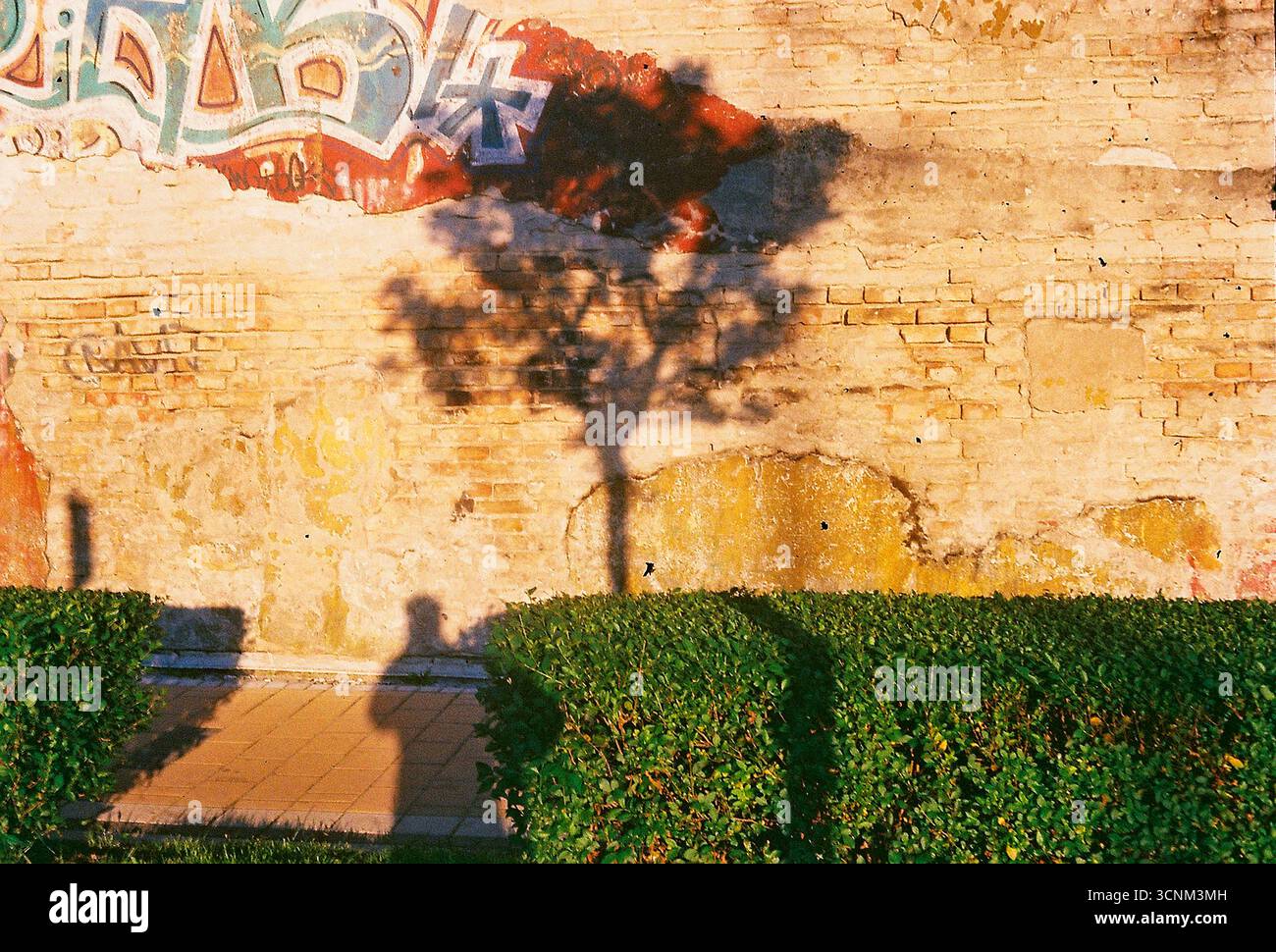 Photographie analogique d'un mur en décomposition avec des ombres d'arbres projetées à travers lui au coucher du soleil. La lumière et les textures chaleureuses et nostalgiques créent une atmosphère calme et émotionnelle Banque D'Images
