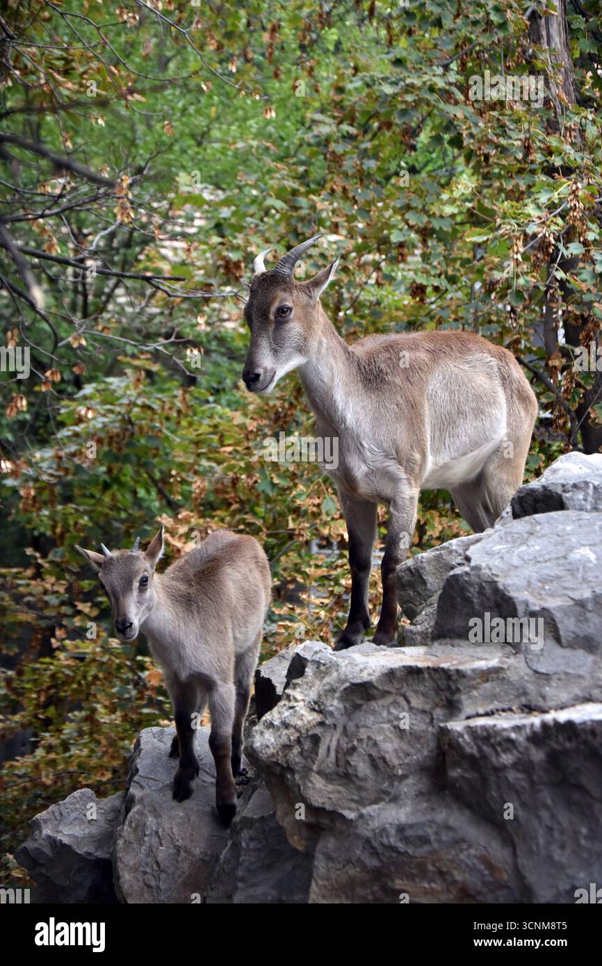 Mère et bébé chèvres de montagne grimpant les rochers Banque D'Images