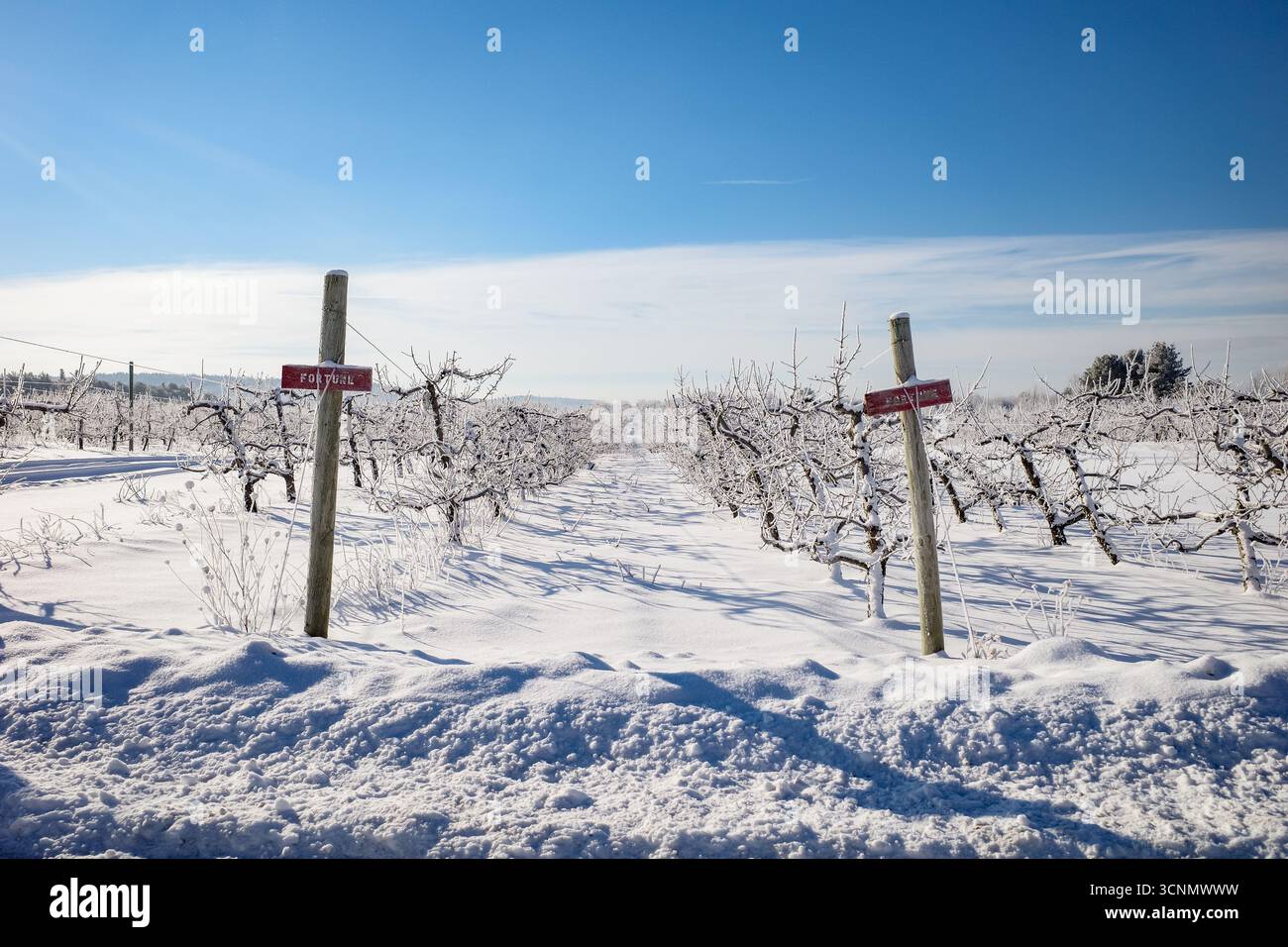 Verger de pommiers d'hiver couvert de glace et de neige Banque D'Images