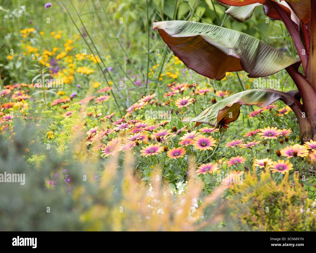 Champ de marguerites africaines dans le jardin de fleurs sauvages Banque D'Images