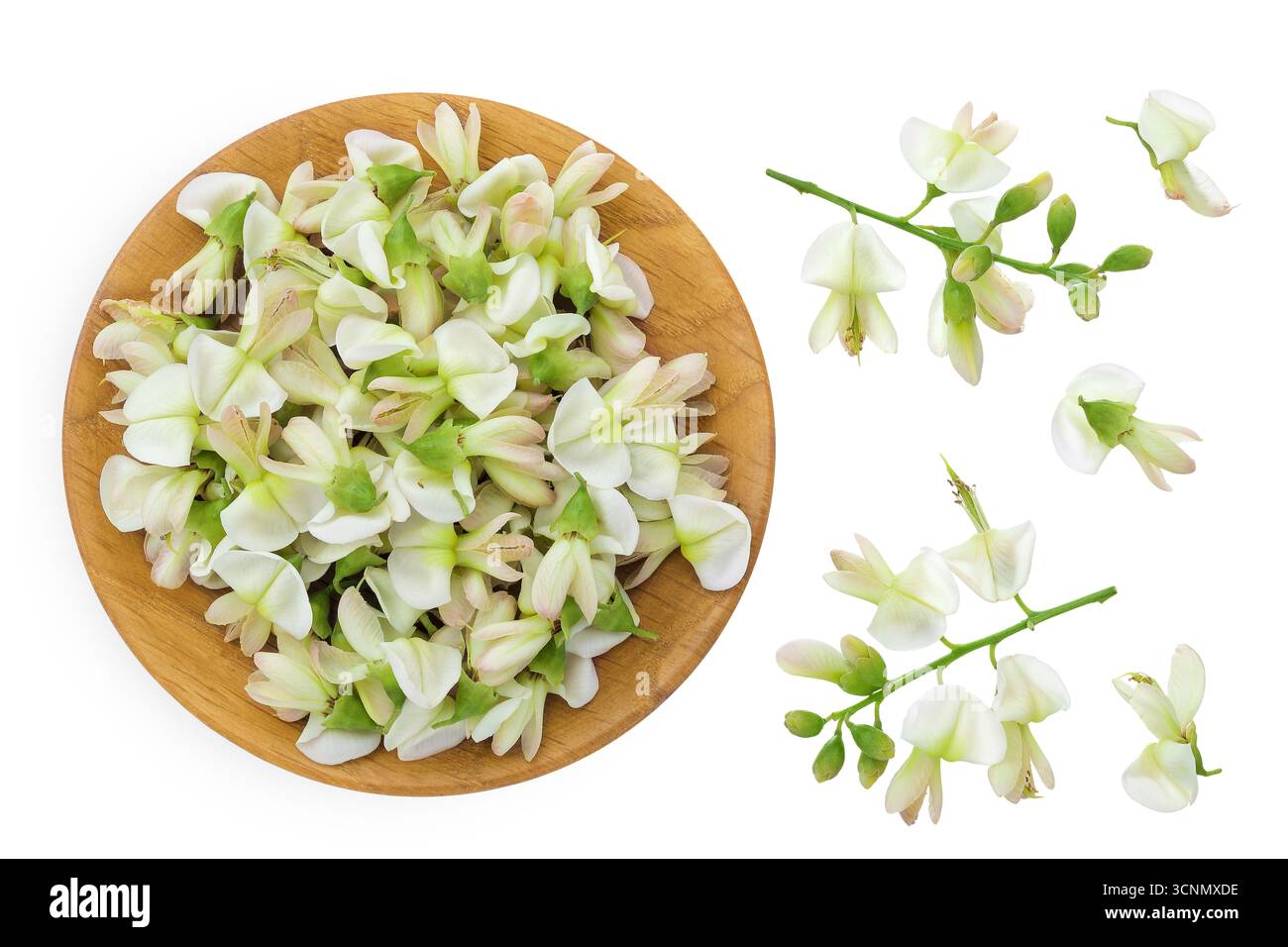 Fleurs de Sophora japonica ou Styphnolobium japonicum dans un bol en bois isolé sur fond blanc. Vue de dessus. Pose à plat Banque D'Images