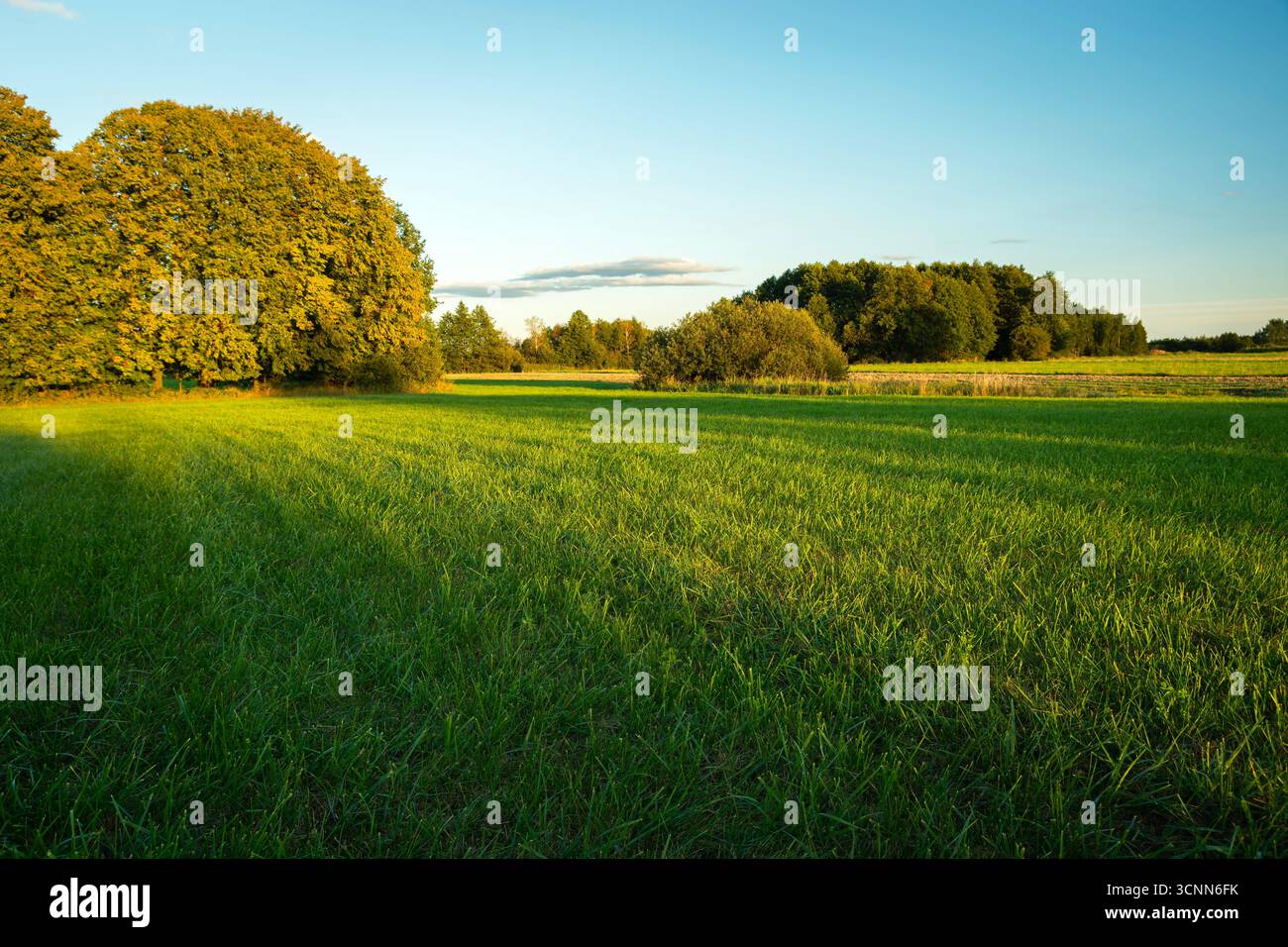 Une prairie verte pittoresque avec des arbres à la lumière du soleil et des ombres, septembre, Pologne orientale Banque D'Images