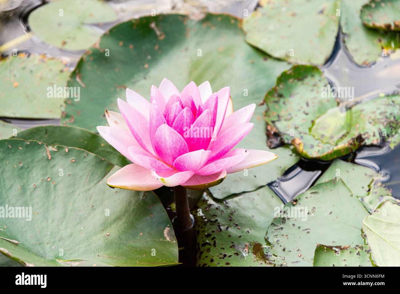 Une fleur de nénuphar rose Banque D'Images