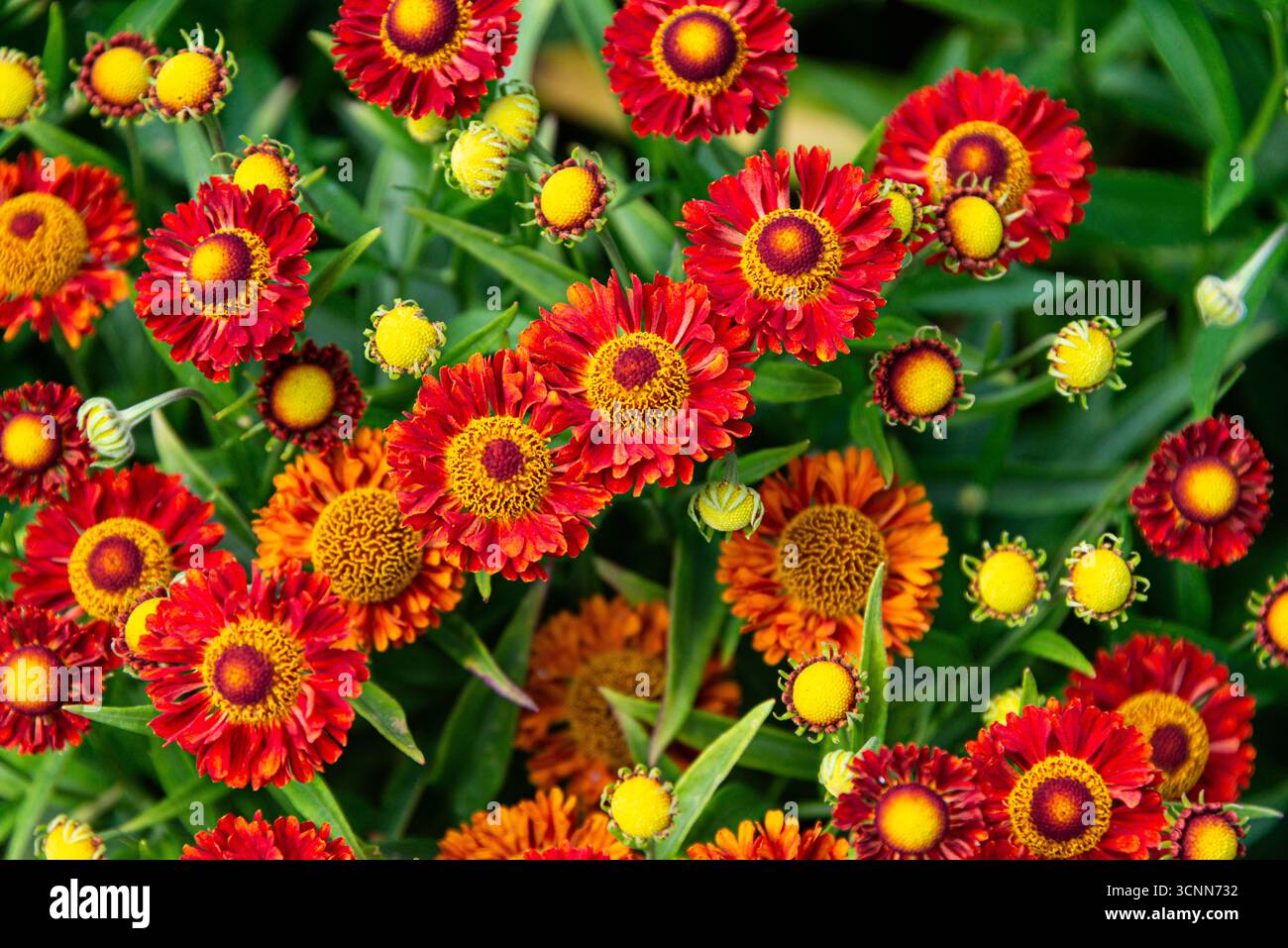 Fleurs d'hélium rouge Banque D'Images