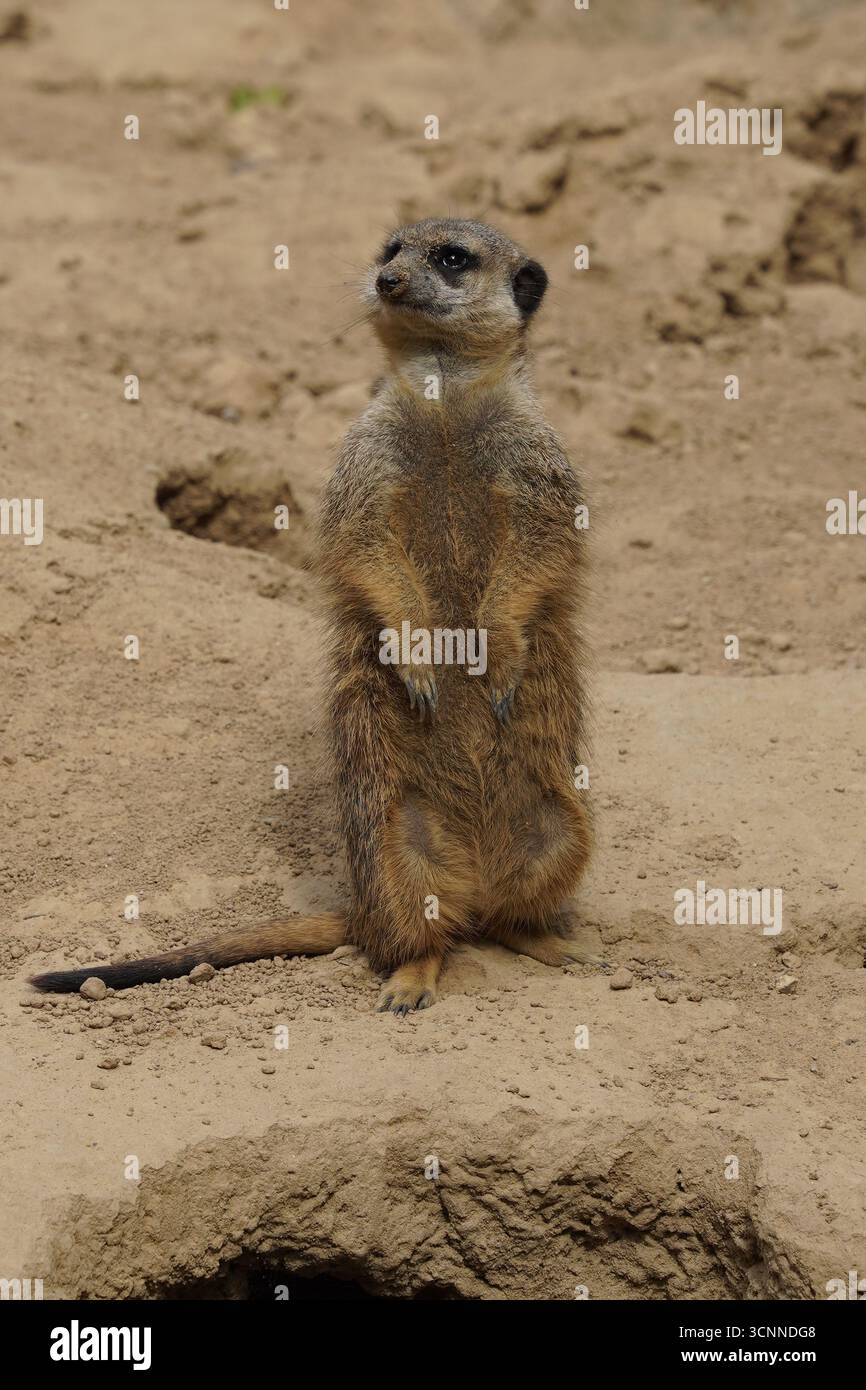 Gros plan vertical d'une jolie suricate (Suricata suricatta) debout sur le rocher, tournant la tête vers la gauche, observant attentivement le désert sud-africain Banque D'Images