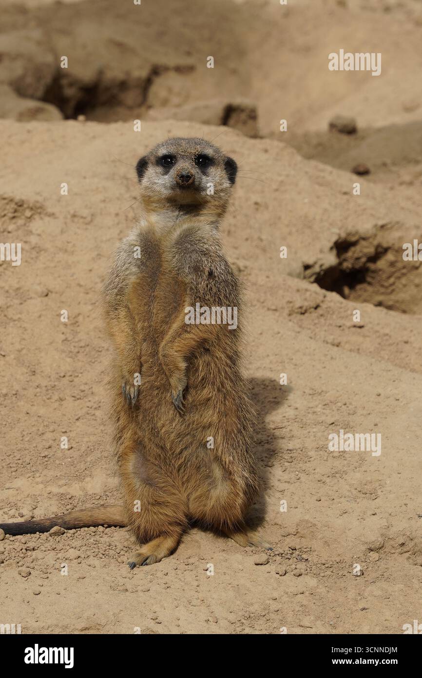 Gros plan frontal d'une suricate (Suricata suricatta, ou suricate) mignonne et drôle, debout sur un rocher dans le désert sud-africain, regardant ses environs Banque D'Images