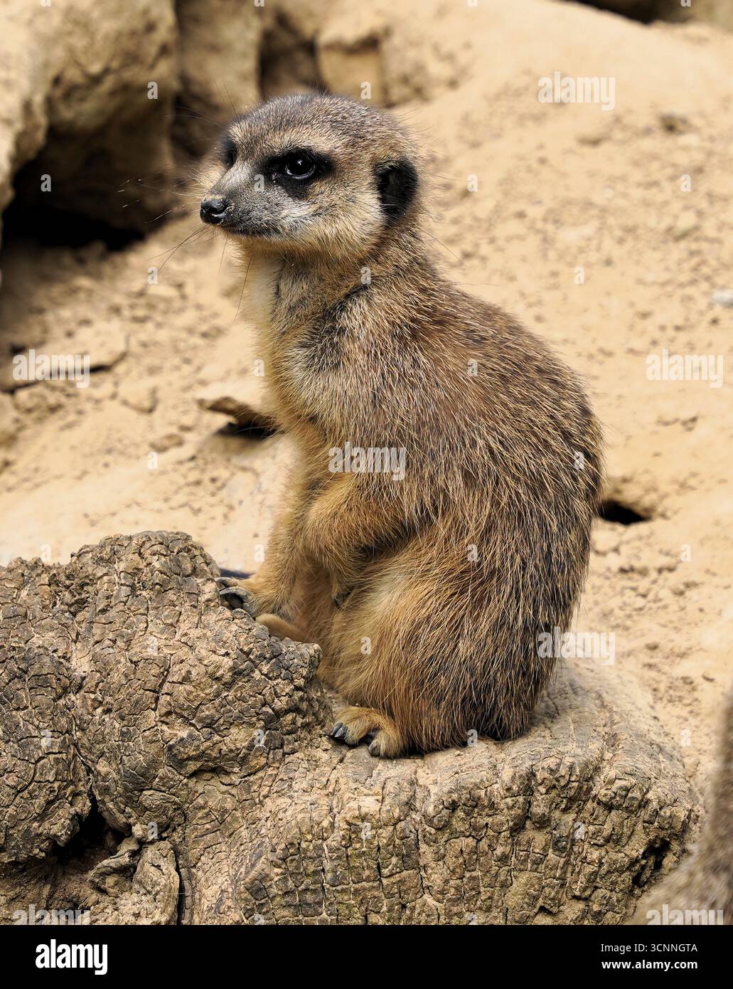 Gros plan d'une suricate mignonne et drôle (suricata suricatta) assise sur un rocher dans le désert d'Afrique du Sud Banque D'Images