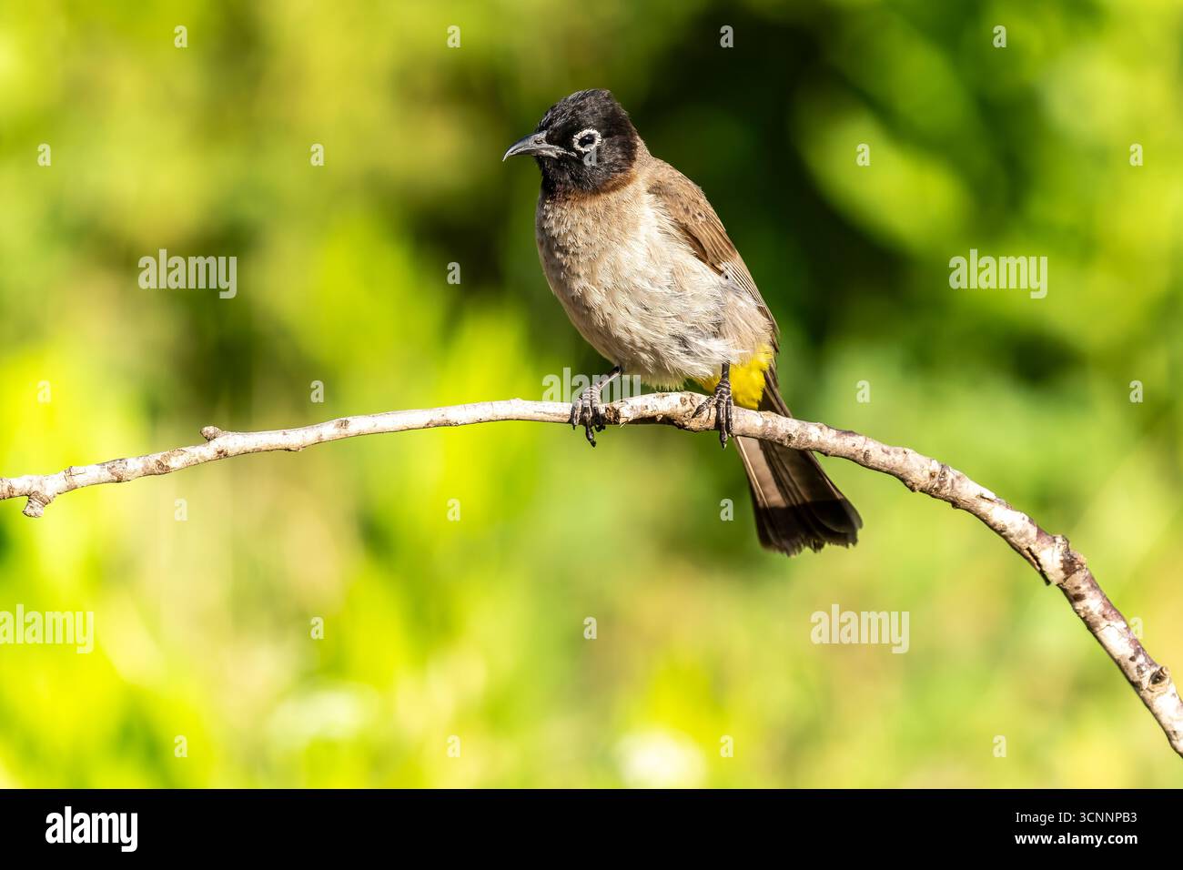 Bulbul à lunettes blanches (Pycnonotus xanthopygos) perché sur une brindille photographiée en Israël en mai Banque D'Images