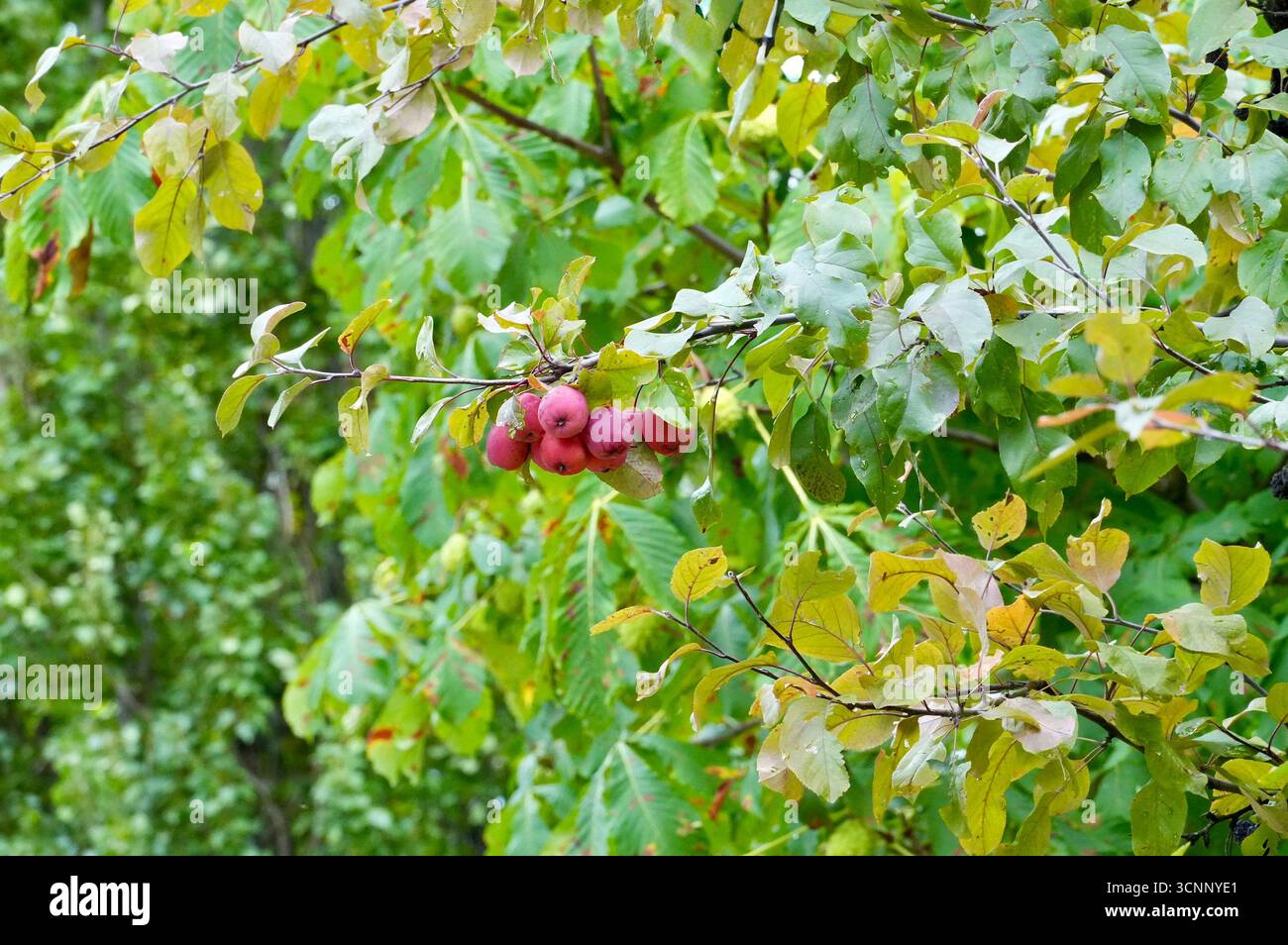 Baies rouges sur les branches d'un arbre avec des feuilles vertes en automne Banque D'Images