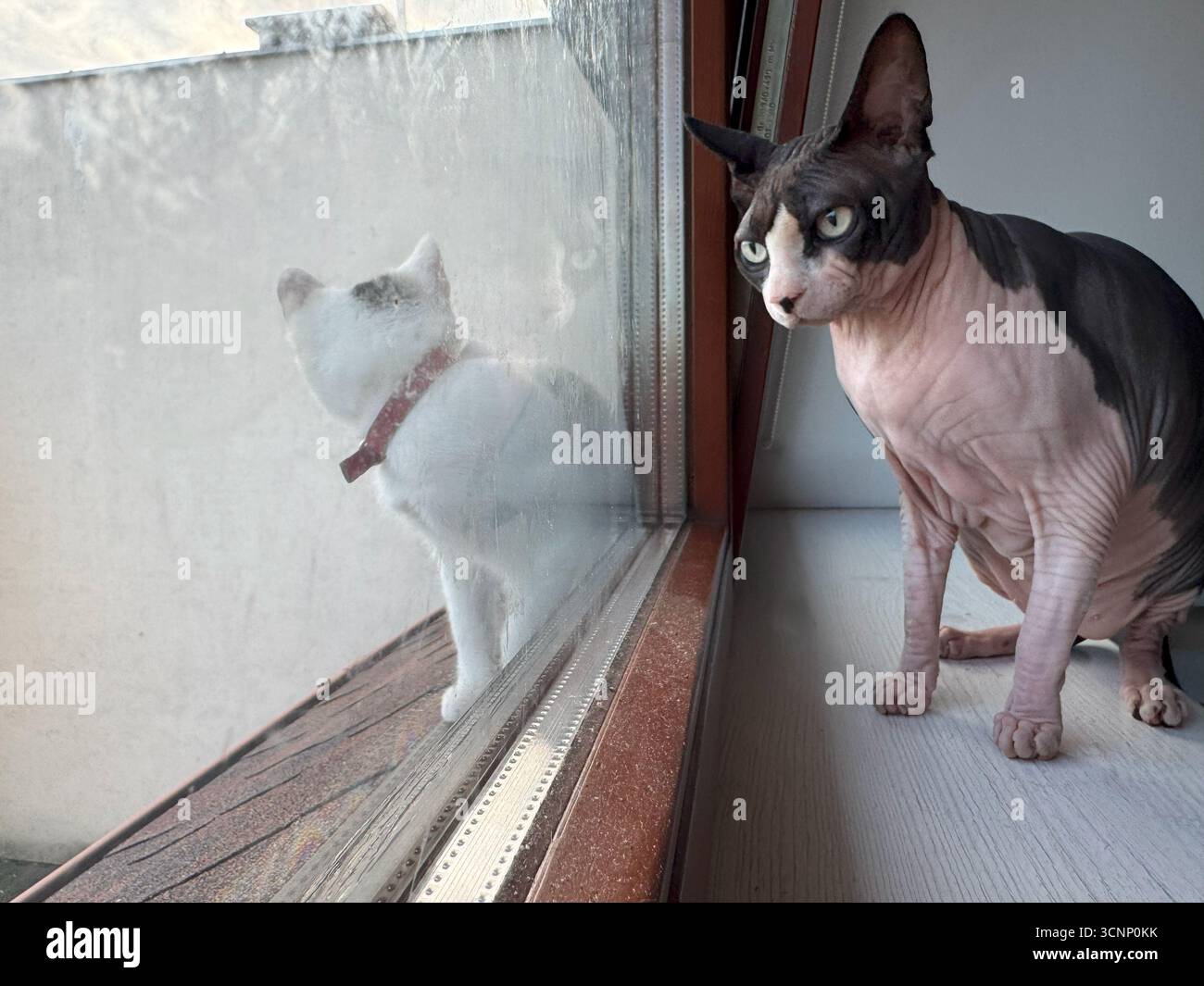 Photo d'un chat sphynx à l'intérieur d'une maison à côté d'une fenêtre reflétant le chat blanc extérieur. Le cliché capture la curiosité et le contraste unique des races et des s. Banque D'Images