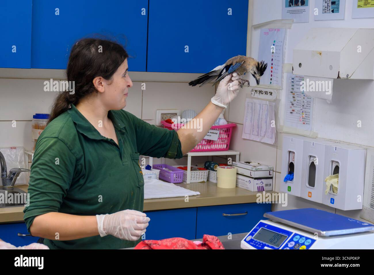 Examen physique d'un jay eurasien récemment admis (Garrulus glandarius) photographié à l'Hôpital israélien de la faune, Ramat Gan, Israël Banque D'Images