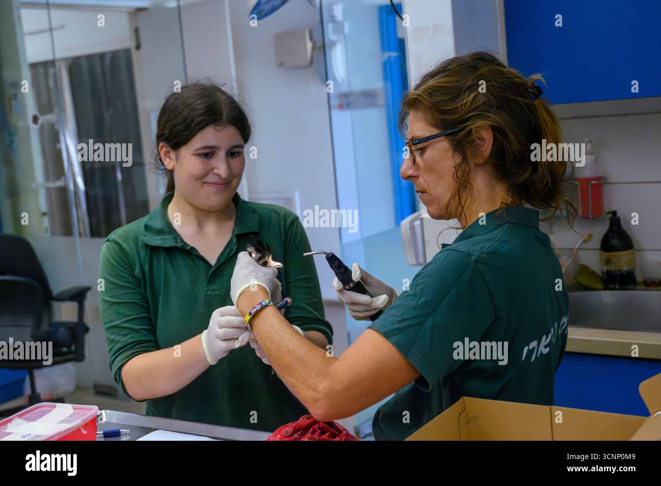 Examen physique d'un jay eurasien récemment admis (Garrulus glandarius) photographié à l'Hôpital israélien de la faune, Ramat Gan, Israël Banque D'Images