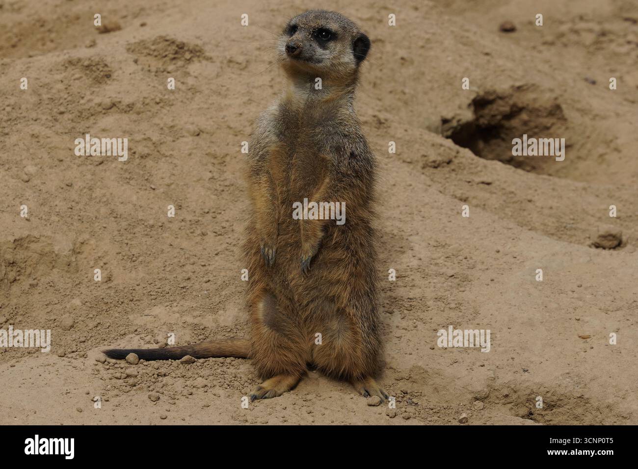 Gros plan d'une jolie suricate (suricata suricatta) debout sur ses pattes arrière, observant le désert sud-africain avec des yeux vigilants Banque D'Images