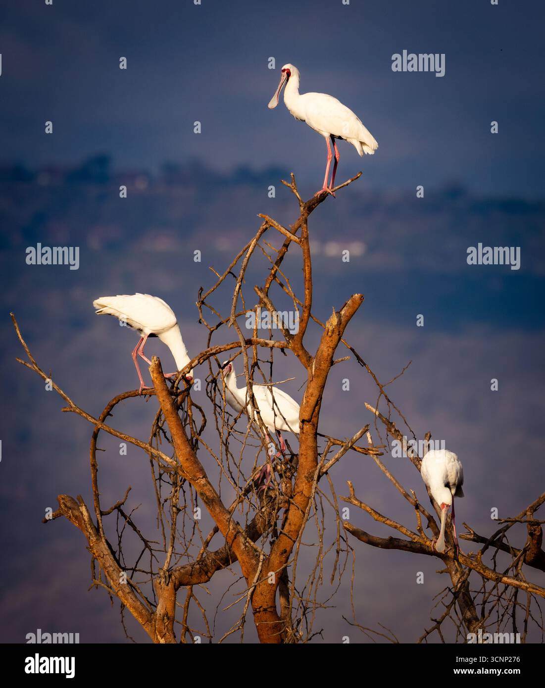 Un troupeau de spatules africaines (Platalea alba) en train de prélever. Photographié dans le parc national du lac Nakuru, Kenya. Banque D'Images