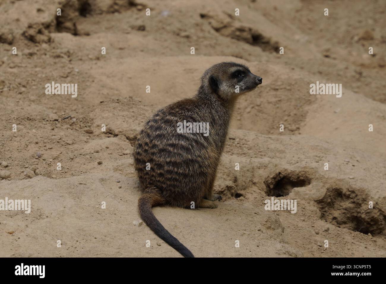 Profil gros plan d'une suricate mignonne et drôle (suricata suricatta) assise sur un rocher dans le désert africain, tournant la tête en arrière Banque D'Images
