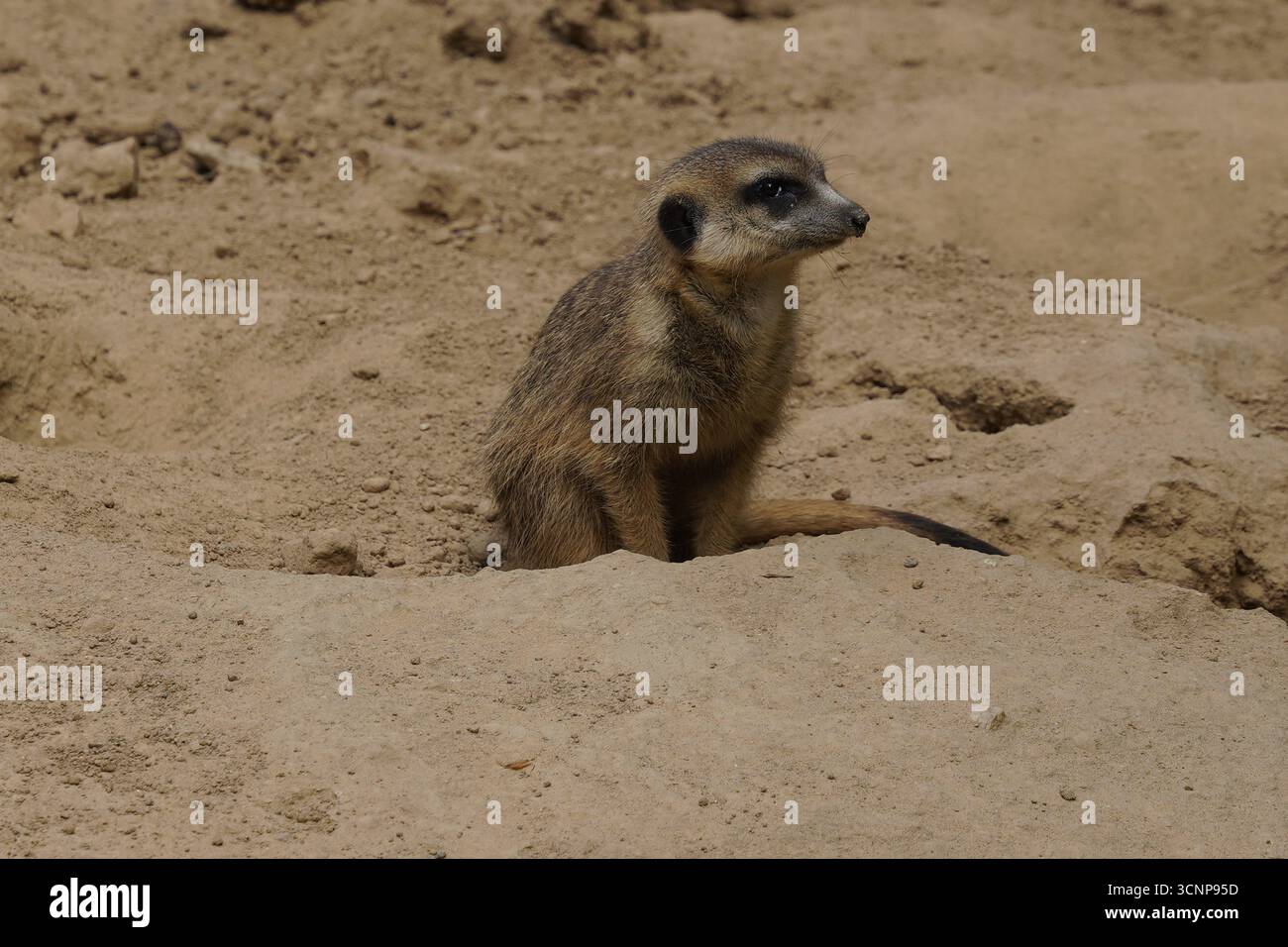 Gros plan d'une suricate mignonne et drôle (suricata suricatta) sur le belvédère avec les yeux vigilants dans un désert rocheux sud-africain Banque D'Images
